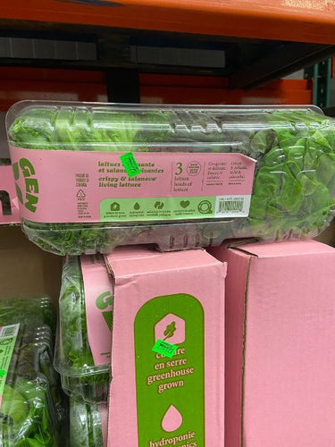 Image of Crispy and Salanova Lettuce - 1 x 320 Grams
